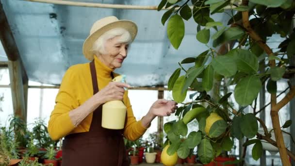 Веселая старуха испытала садовника поливая лимонное дерево из баллончика с брызгами и улыбаясь трогательными фруктами — стоковое видео