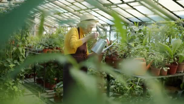 Vecchia signora in grembiule irrigazione piante in vaso in serra coltivare verde biologico — Video Stock