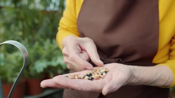 温室に植えるために豆を選択する高齢女性の手の閉じる — ストック動画
