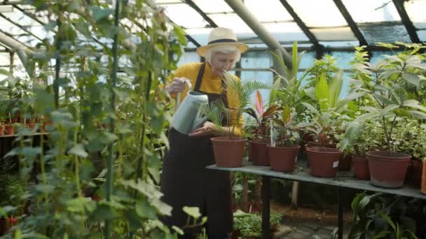 Senior hembra jardinero riego maceta plantas ocupado con actividades en invernadero — Vídeos de Stock