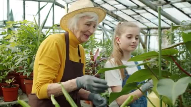 Happy family of farmers watering plants in greenhouse talking duscussing flowers care — Stock Video