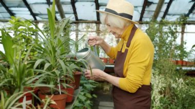 Seradaki sulama kutusunu kullanarak bitkilerle ilgilenen deneyimli çiftçi yavaş hareket ediyor.