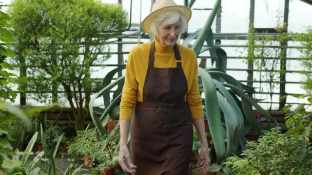 Portrait of retired woman in apron walking in hothouse looking around touching plants in pots — Stock Video