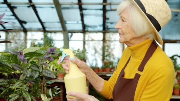 Αργή κίνηση των ηλικιωμένων γυναικών ψεκάζοντας πράσινα φυτά με νερό που εργάζονται μόνο στο θερμοκήπιο — Αρχείο Βίντεο