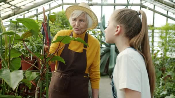 Slow motion of granny discussing plants with granddaughter and watering greenery — Stock Video