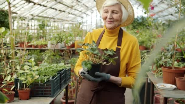 Slow motion portrait of elderly lady gardener holding beautiful pot plant standing in greenhouse — Stock Video