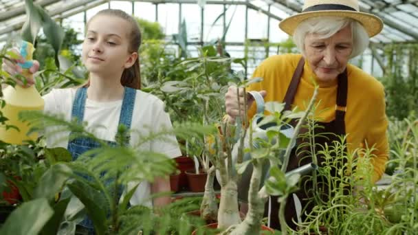 Senior granny and helpful child watering and spraying plants working in greenhouse together — Stock Video