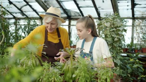 Abuela y nieta hablando de plantas trabajando en invernadero — Vídeo de stock
