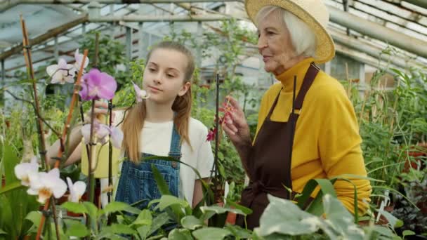 Grandmother and granddaughter spraying water on orchid flowers discussing floristry — Stock Footage Grandmother and granddaughter spraying water on orchid flowers discussing floristry Royalty Free Stock Video
