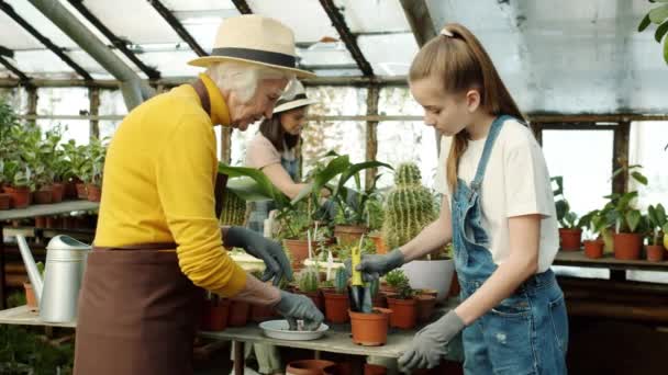 Familia abuela madre e hija trabajando juntos en invernadero plantando flores — Vídeos de Stock