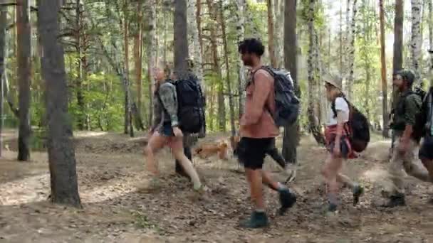 Hombres y mujeres turistas con shiba inu perro senderismo disfrutando de caminar en el bosque juntos — Vídeos de Stock