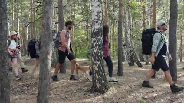 Grupo diverso de turistas caminhando em bosques verdes com cão falando apreciando viagem aventureira — Vídeo de Stock