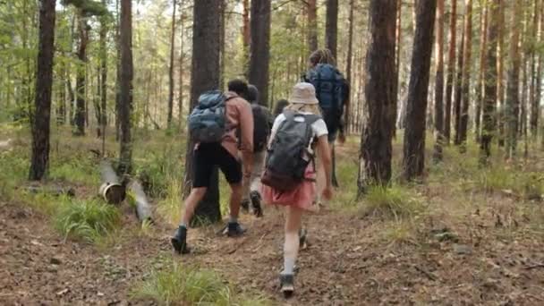 Rückansicht von Wanderern mit Rucksäcken, die im Wald entlang des Weges spazieren und dabei Freizeitaktivitäten genießen — Stockvideo