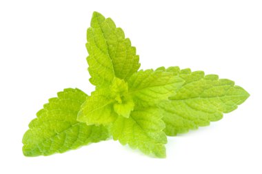 Beyaz arka plan üzerinde izole Melisa (melissa officinalis)