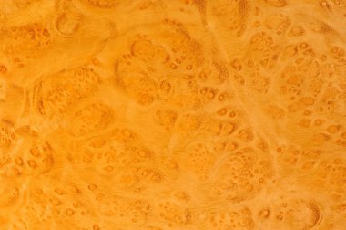 Mersin ağacı kök doku