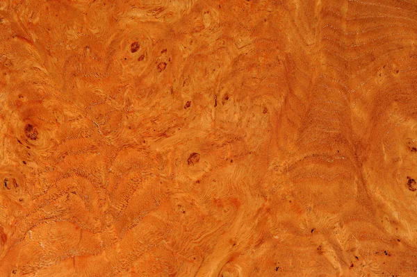 Elm textura de la raíz — Foto de Stock