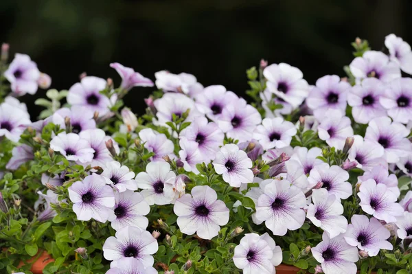 Hermosas flores de Petunia púrpura y blanca —  Fotos de Stock