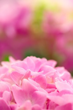 Güzel pembe ortanca çiçek arka plan