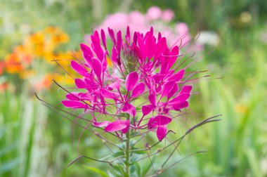 Pembe Cleome çiçek (örümcek bitki)