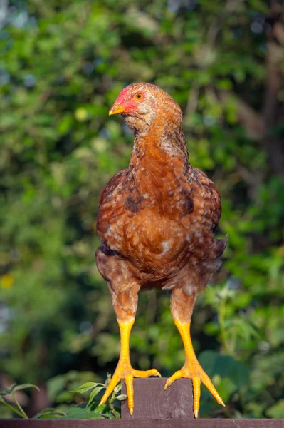 Chicken (Cockerel) on Fence — Stock Photo, Image
