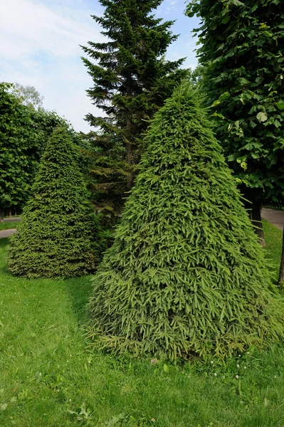 Épinettes en forme de cône vert — Photo