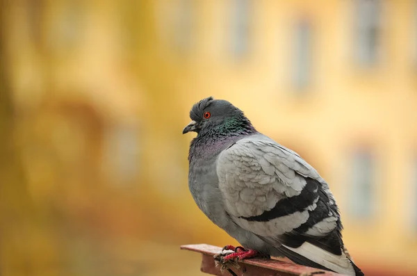 Grijze rock pigeon close-up — Stockfoto