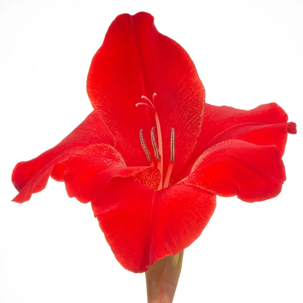 Flor de gladiolo rojo primer plano aislado sobre fondo blanco — Foto de Stock