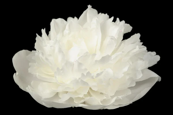 Biały kwiat piwonii na czarnym tle — Zdjęcie stockowe