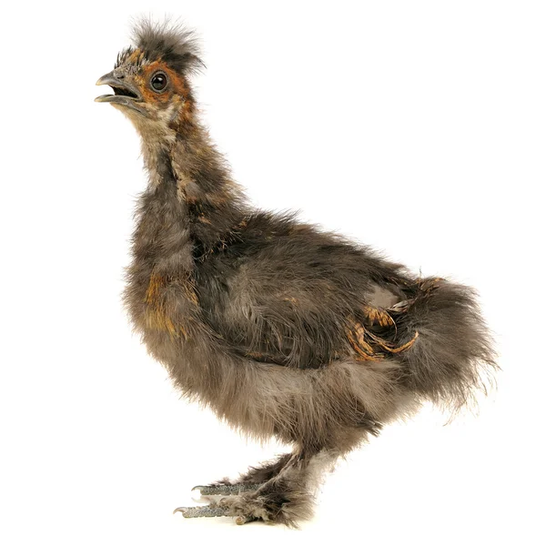 Kinesiska silke Baby kyckling med öppen näbb isolerad på vit bakgrund — Stockfoto