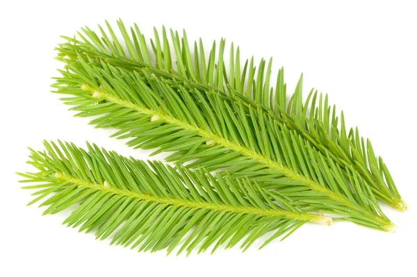 Bright Green Spruce Branches Isolated on White Background — Stock Photo, Image