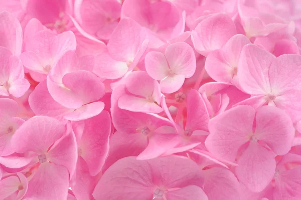 Hermosa flor rosa hortensia fondo — Foto de Stock