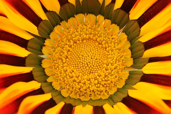Gazánie květinku makro — Stock fotografie