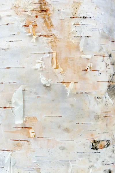Beyaz huş ağacı kabuğu doku — Stok fotoğraf