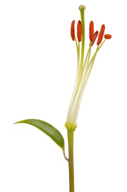 Lily Stamens ve beyaz arka plan üzerinde Pistil yakın çekim
