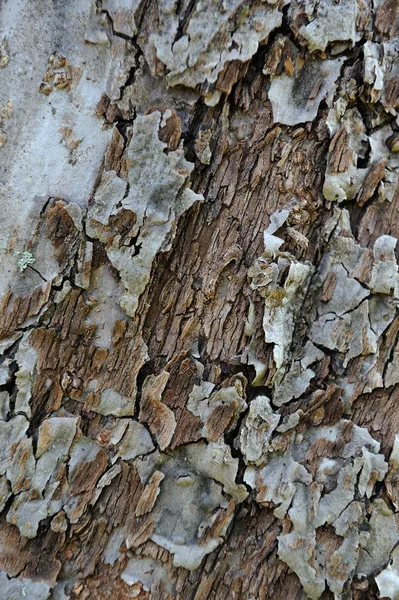 Vieille texture d'écorce d'arbre fissurée — Photo