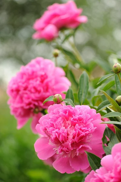 Blühender Pfingstrosenstrauch mit großen rosa Blüten — Stockfoto