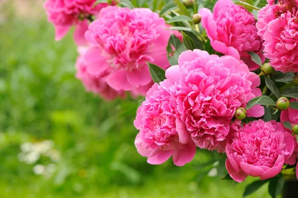 Blühender Pfingstrosenstrauch mit rosa Blüten im Garten — Stockfoto