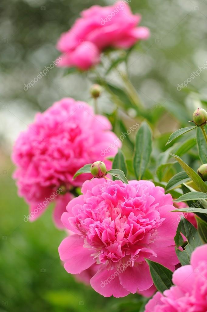 Blooming Peony Bush With Large Pink Flowers Stock Photo A Beautiful Blooming Peony Bush With Large Pink Flowers In The Garden Photo By Digifuture