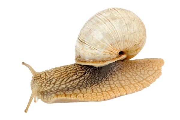Crawling Roman Snail Isolated on White Background — Stock Photo, Image