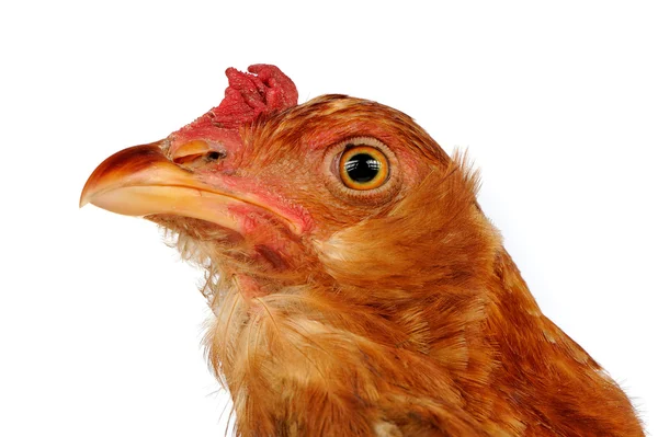 Jovem frango vermelho Close-Up em fundo branco — Fotografia de Stock