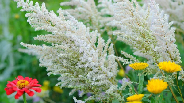 Bloem Bed in de zomer — Stockfoto