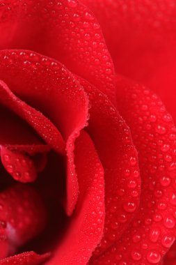 Kırmızı gül çiy ile makro damla