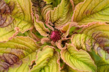 Solmayan çiçek bitki yakın çekim