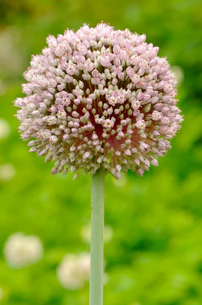 Blommande vitlök — Stockfoto