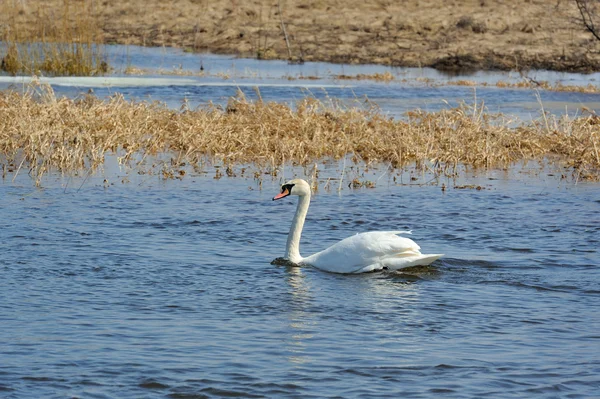 Cigno bianco che nuota nel lago — Foto Stock