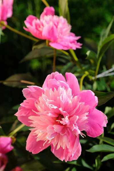 Rosa pion blommor på buske i trädgården — Stockfoto