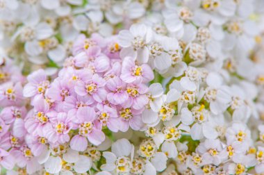 Beyaz ve pembe civanperçemi (Achillea) çiçekler yakın çekim