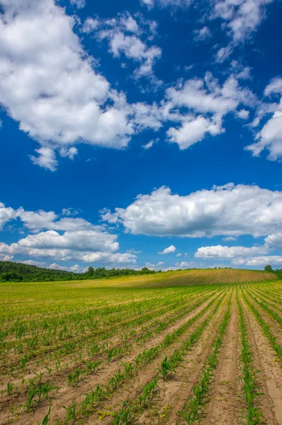 Rijen van maïs planten groeien in het veld onder de blauwe hemel — Stockfoto
