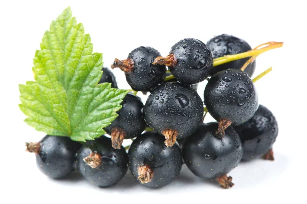 Blackcurrants izole beyaz zemin üzerine yeşil yaprak — Stok fotoğraf