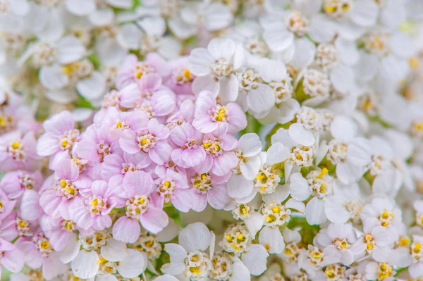 Flecha branca e rosa (Achillea) Flores Close-Up — Fotografia de Stock